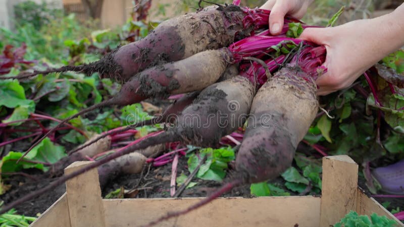 Händen der Frauen legen die in ihrem Garten geerntete Bio-Rübe in eine Schachtel. Zeitlupe. schließen