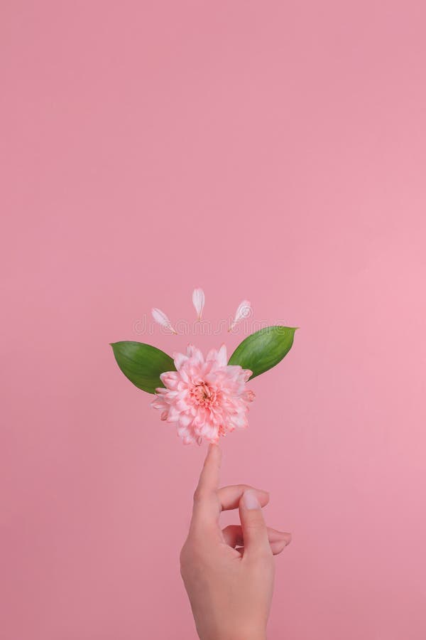 Händer med bästa sikt för rosa blomma royaltyfri fotografi Händer med bästa sikt för rosa blomma royaltyfri fotografi