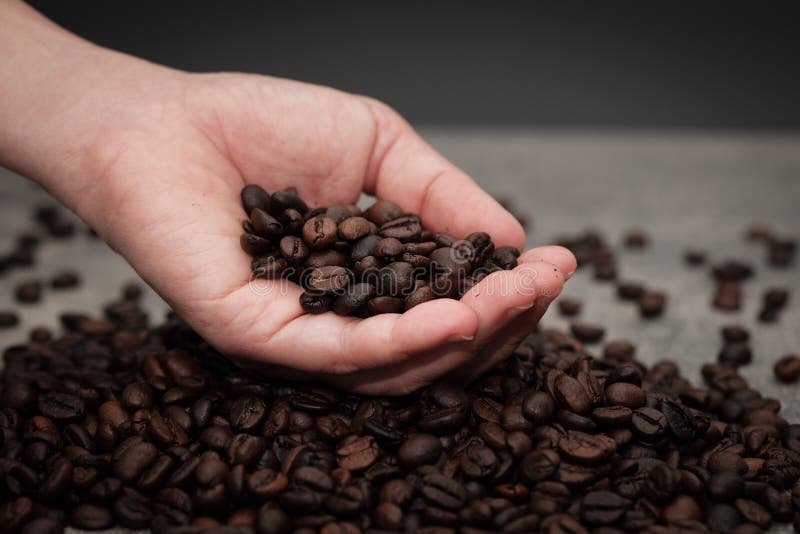 Händer som kontrollerar grillade kaffebönor royaltyfri foto Händer som kontrollerar grillade kaffebönor royaltyfri foto