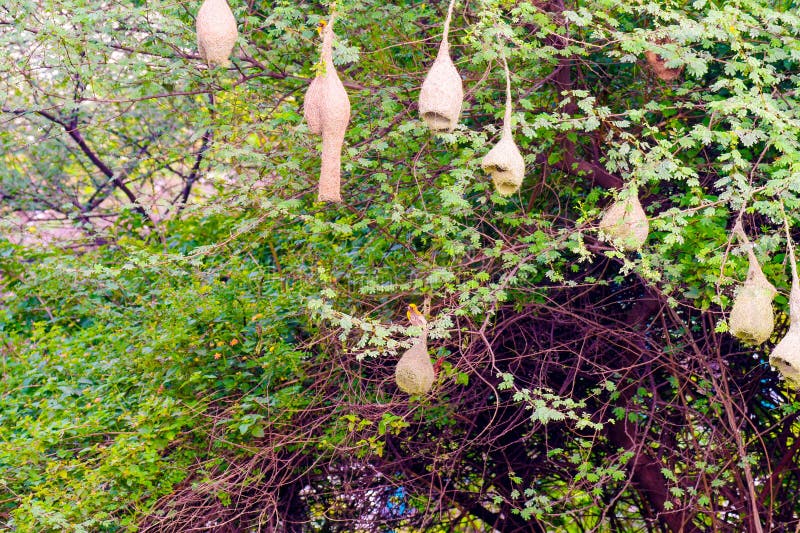 Hängande koloni som skapats av Baya weaver royaltyfri fotografi