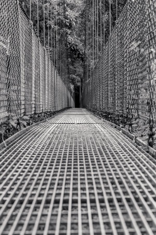Hängende Brücke über Regenwald in Costa Rica lizenzfreie stockfotografie Hängende Brücke über Regenwald in Costa Rica lizenzfreie stockfotografie