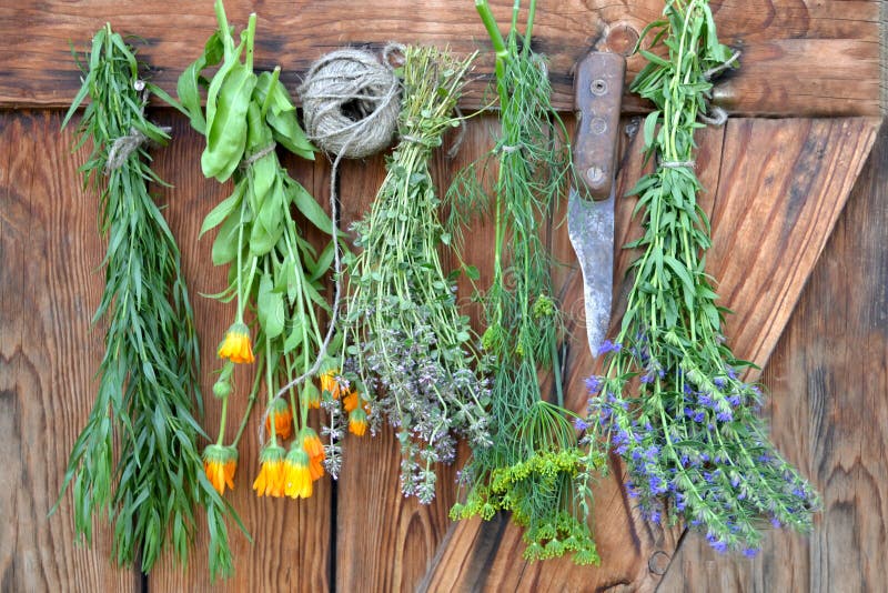 Hängende und trocknende Kräuter lizenzfreie stockfotografie Hängende und trocknende Kräuter lizenzfreie stockfotografie