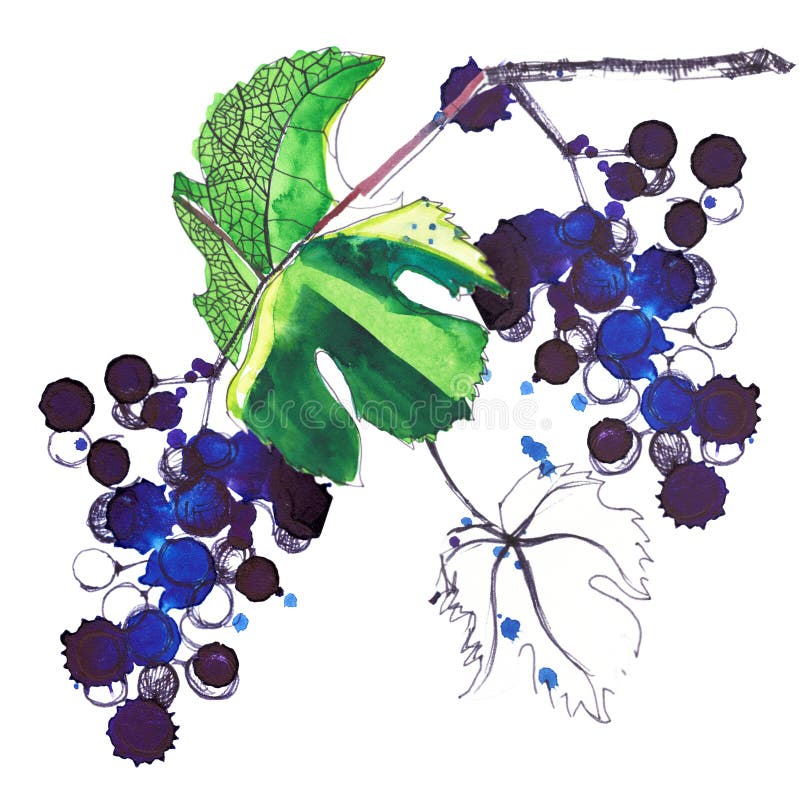 Härlig abstrakt ljus modell av druvor och sidor som göras med vattenfärger och pennan stock illustrationer Härlig abstrakt ljus modell av druvor och sidor som göras med vattenfärger och pennan stock illustrationer