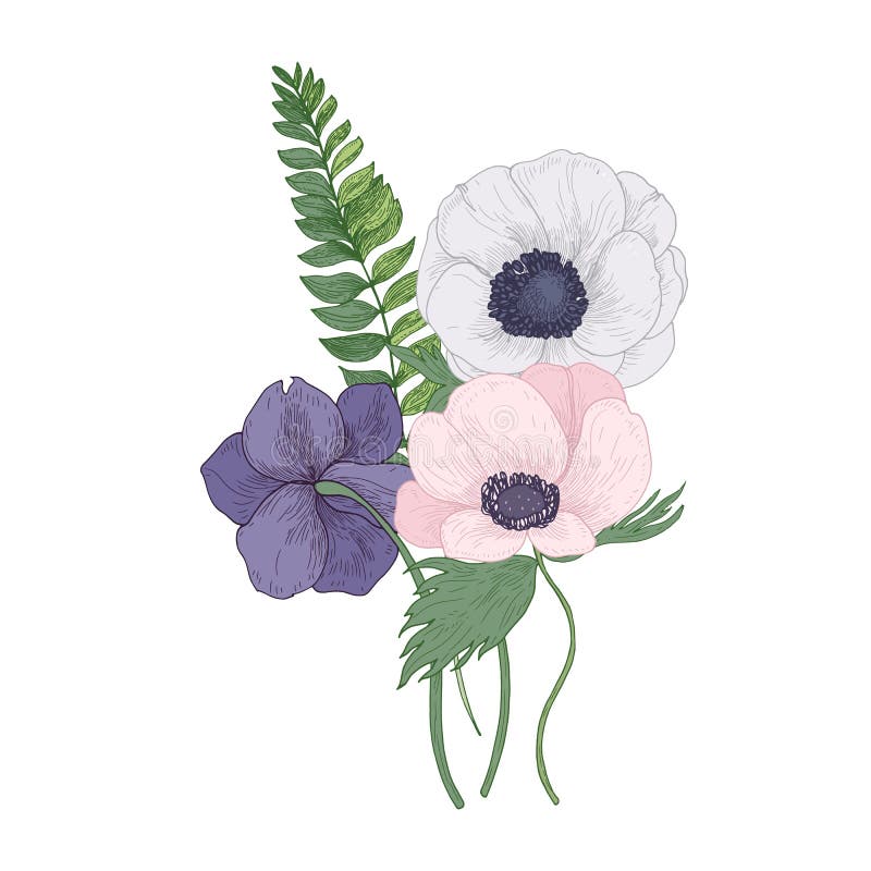 Härlig anemon som blomstrar blommor och sidor som isoleras på vit bakgrund Detaljerad teckning av ursnyggt moderiktigt royaltyfri illustrationer