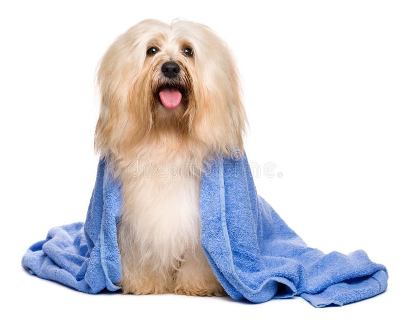 Härlig badad rödaktig havanese hund som slås in i en blå handduk arkivfoto Härlig badad rödaktig havanese hund som slås in i en blå handduk arkivfoto