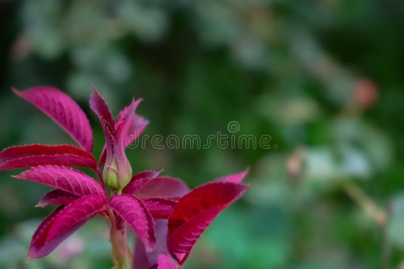 Härlig bakgrund med rosa sidor arkivfoto Härlig bakgrund med rosa sidor arkivfoto
