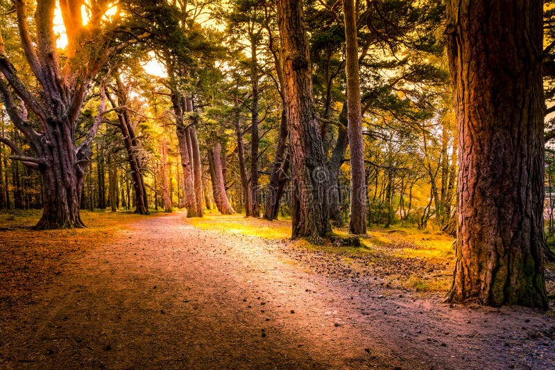 Härlig banaväg till och med den Aviemore skogen i sen sommar med skuggor och solfläckar royaltyfri bild Härlig banaväg till och med den Aviemore skogen i sen sommar med skuggor och solfläckar royaltyfri bild