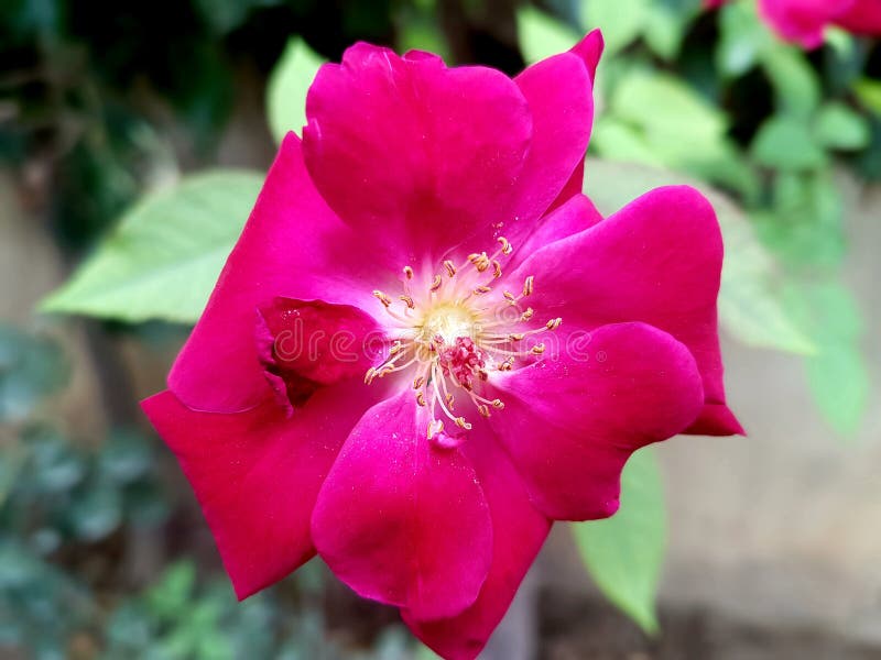 Härlig bild av den rosa blomman arkivfoto Härlig bild av den rosa blomman arkivfoto