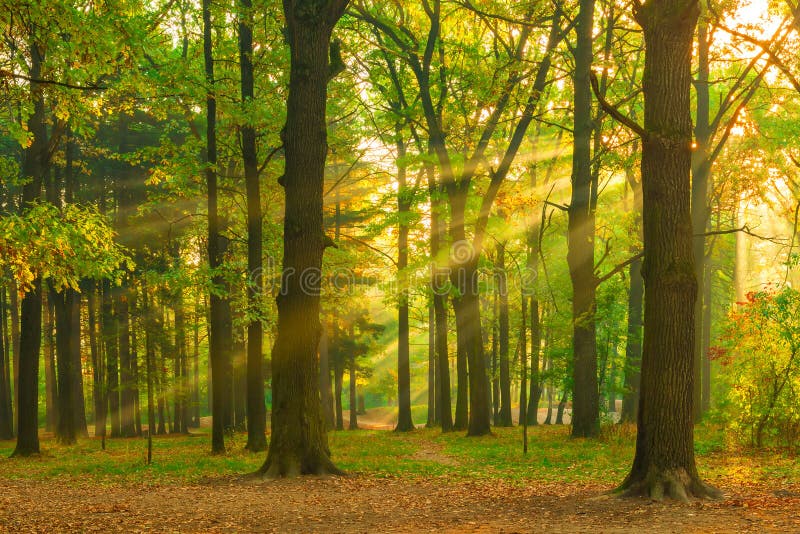 Härlig bild av skogen på gryning arkivbilder Härlig bild av skogen på gryning arkivbilder