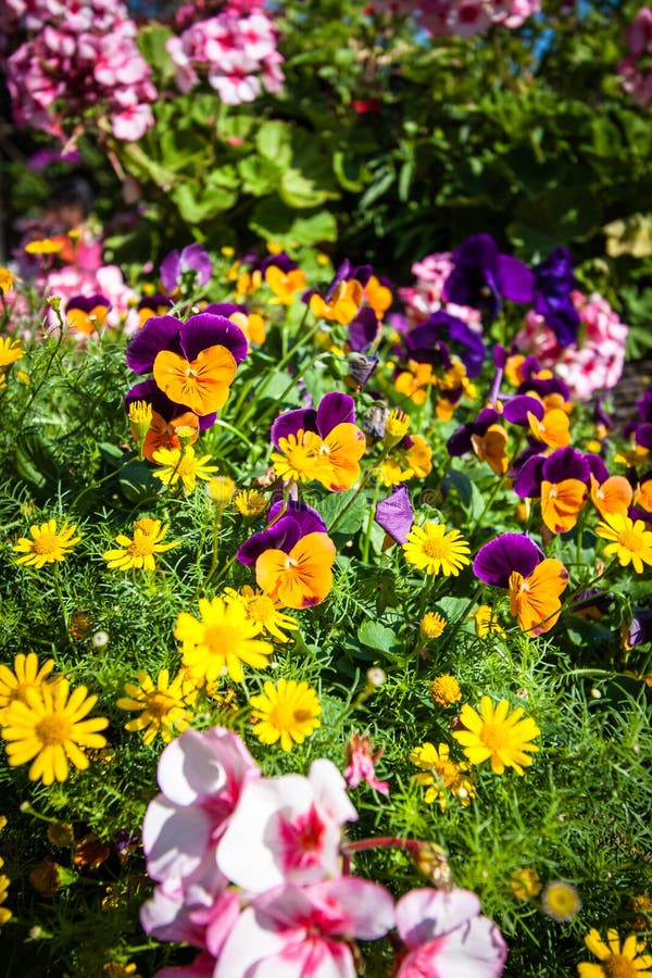 härlig blomma royaltyfria bilder härlig blomma royaltyfria bilder