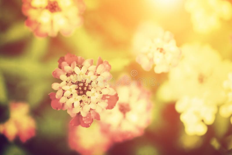 Härlig blomma i solljus Naturtappningstil royaltyfria bilder Härlig blomma i solljus Naturtappningstil royaltyfria bilder