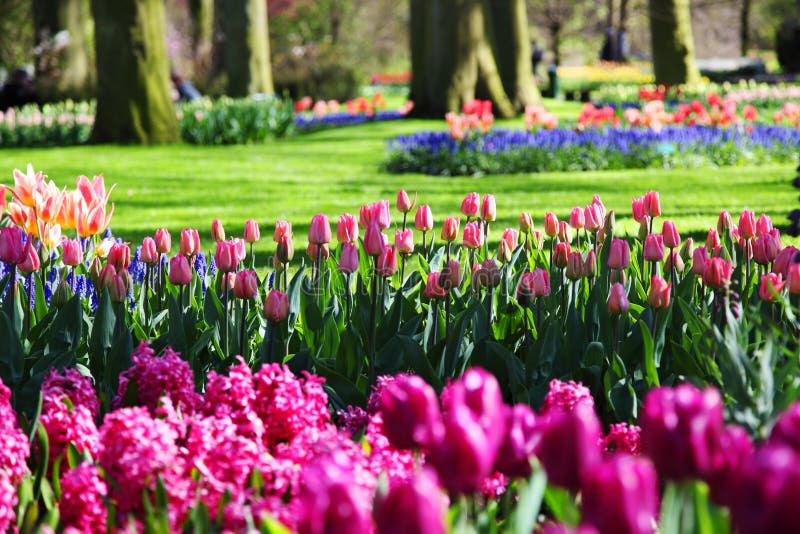 Härlig blomma trädgårds- fjäder fotografering för bildbyråer