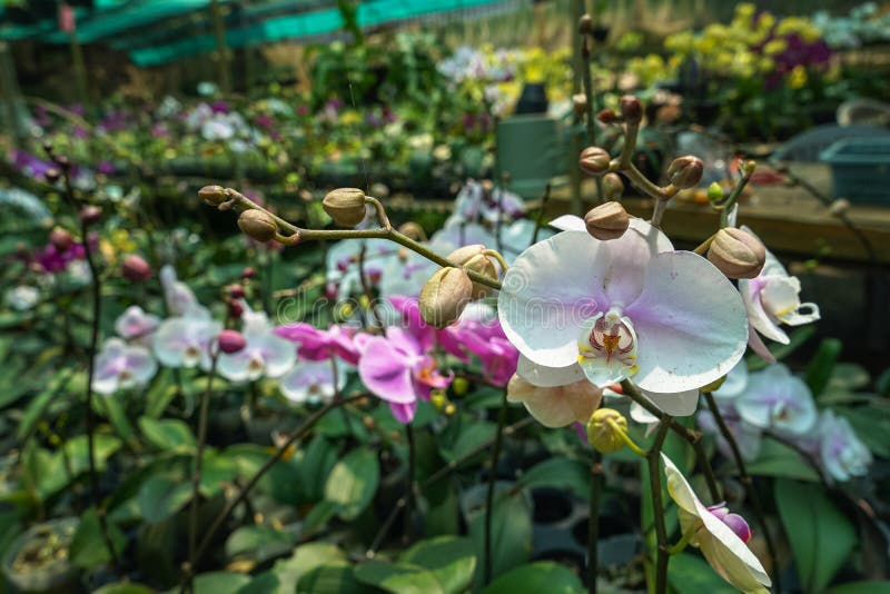 Härlig blommande och spirande vit purpurfärgad Phalaenopsisorkidéblomma i orkidéträdgård arkivbild Härlig blommande och spirande vit purpurfärgad Phalaenopsisorkidéblomma i orkidéträdgård arkivbild