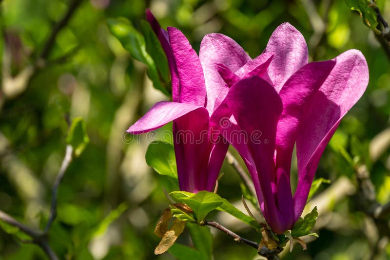 Härlig blommande stellata för magnolia för magnoliaSusan Magnolia liliiflora x med stora rosa blommor royaltyfri bild