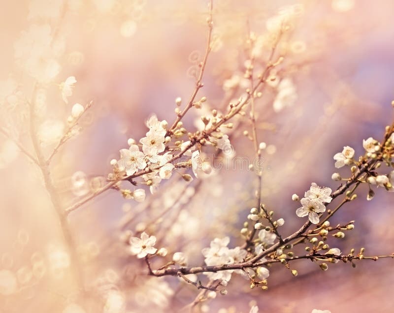 Härlig blomningfilial royaltyfria bilder