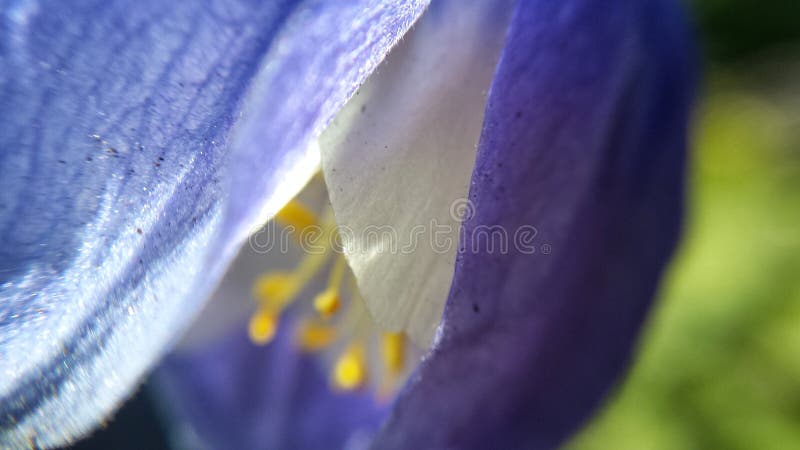 Härlig blå vildblomma i sommarsolsken arkivbild Härlig blå vildblomma i sommarsolsken arkivbild