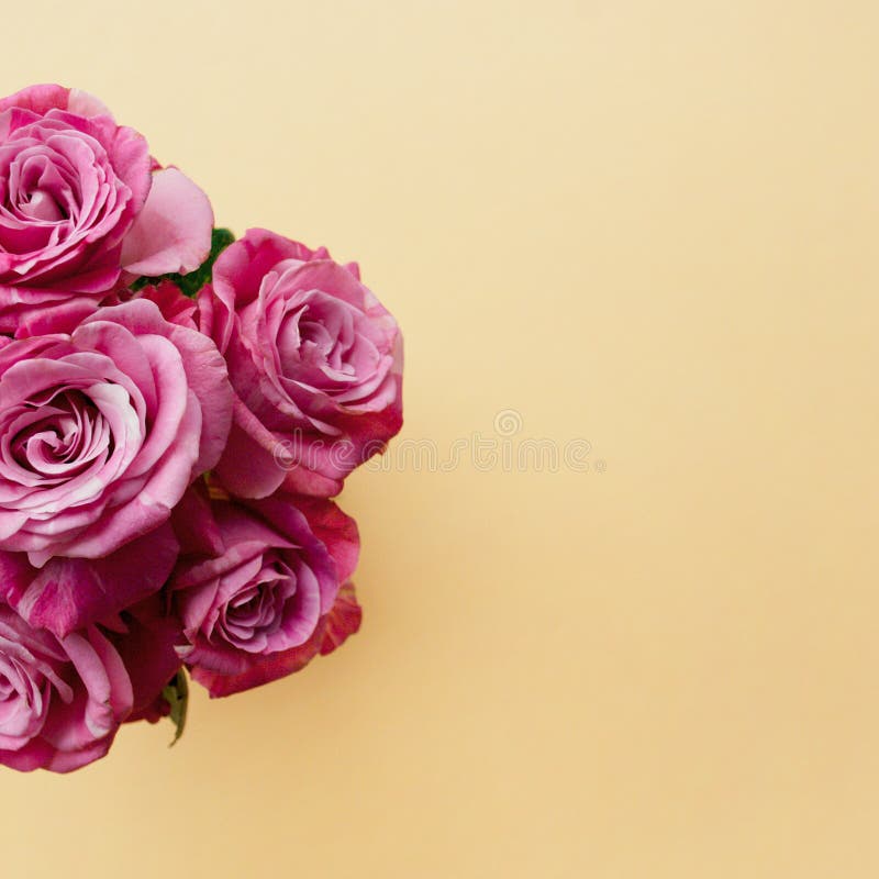 Härlig bukett av rosa rosor på en blek persikapastellbakgrund arkivbilder Härlig bukett av rosa rosor på en blek persikapastellbakgrund arkivbilder