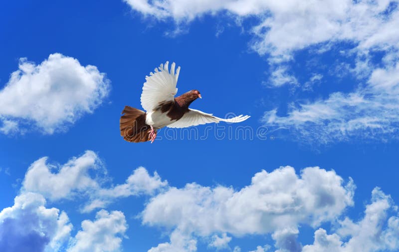 Härlig duva i bakgrundssymbol för blå himmel av tro arkivfoto Härlig duva i bakgrundssymbol för blå himmel av tro arkivfoto
