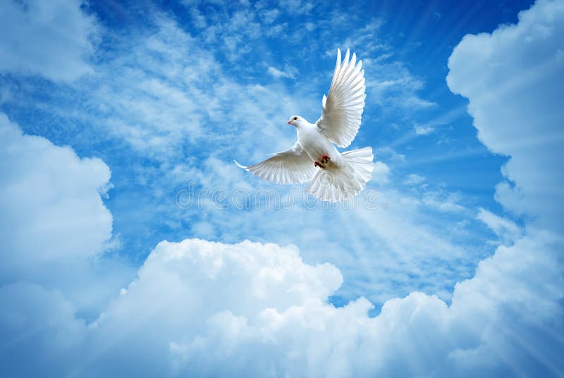 Härlig duva i ett symbol för blå himmel av tro arkivbild Härlig duva i ett symbol för blå himmel av tro arkivbild