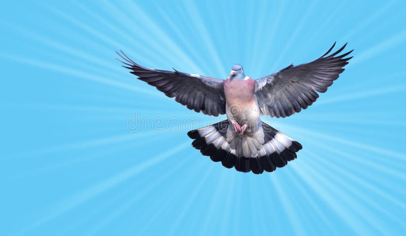 Härlig duva i ett symbol för blå himmel av tro fotografering för bildbyråer Härlig duva i ett symbol för blå himmel av tro fotografering för bildbyråer