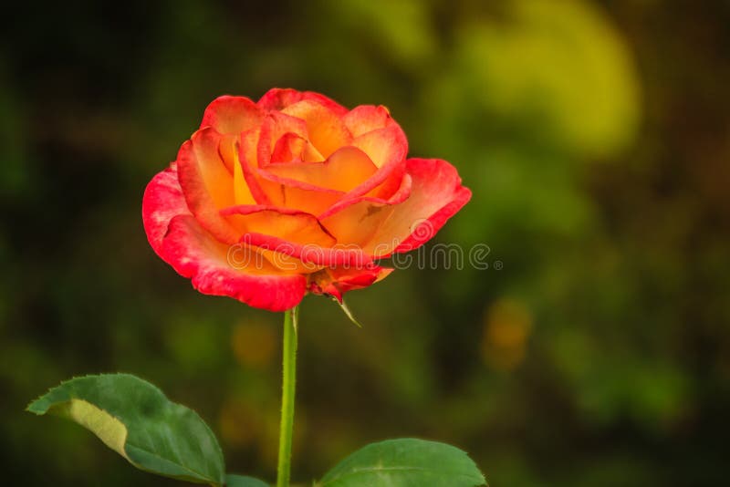 Härlig enkel apelsinrosblomma på grön filial i garden arkivfoto Härlig enkel apelsinrosblomma på grön filial i garden arkivfoto