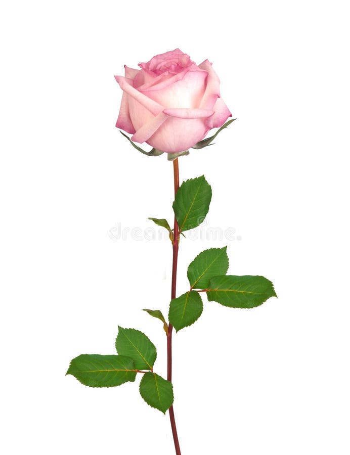 Härlig enkel rosa färgros royaltyfria foton