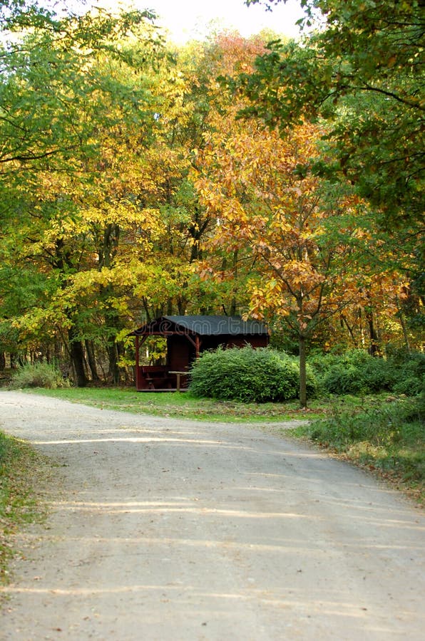 Härlig fallskog arkivfoton