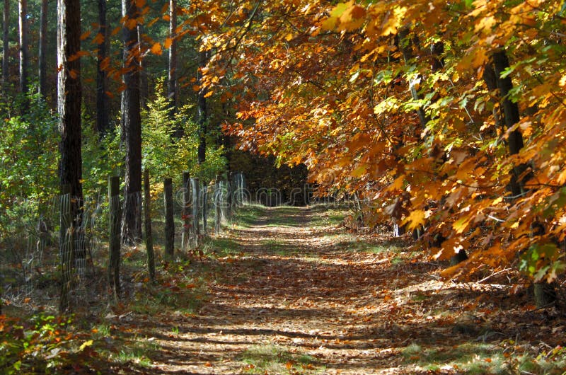 Härlig fallskog arkivfoton