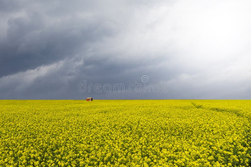 härlig fältsenap fotografering för bildbyråer härlig fältsenap fotografering för bildbyråer