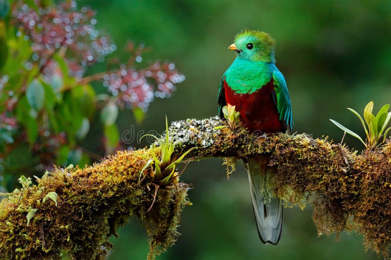 Härlig fågel i naturvändkretslivsmiljö Glänsande Quetzal, Pharomachrus mocinno, Savegre i Costa Rica, med grön skogbackg royaltyfri bild