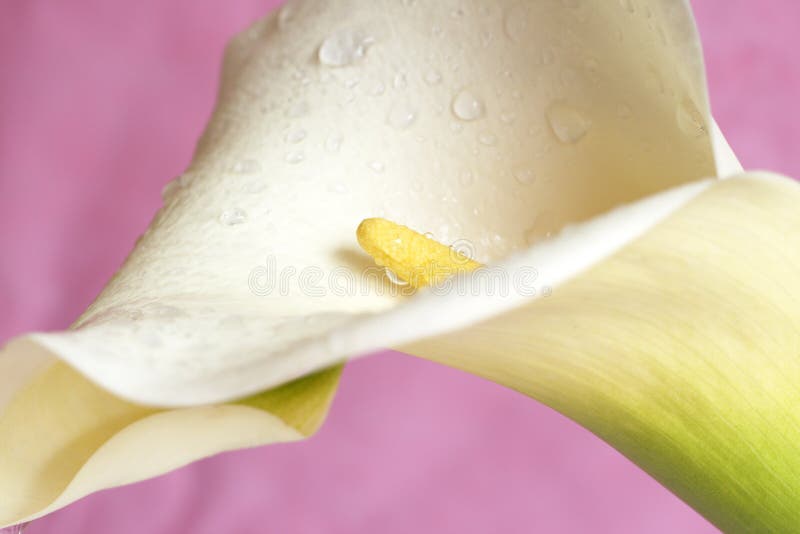 härlig för calla pink lilly royaltyfri foto härlig för calla pink lilly royaltyfri foto