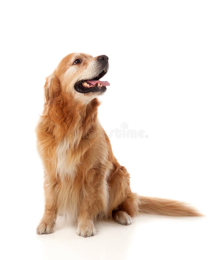 Härlig golden retrieverhundavel royaltyfria foton