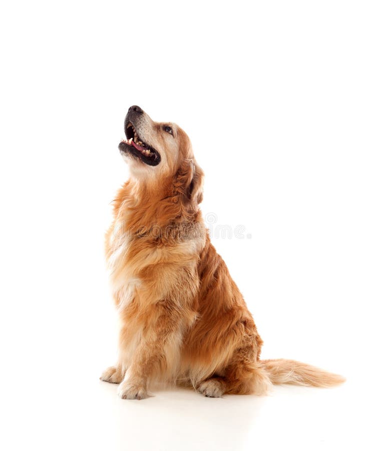 Härlig golden retrieverhundavel arkivbilder