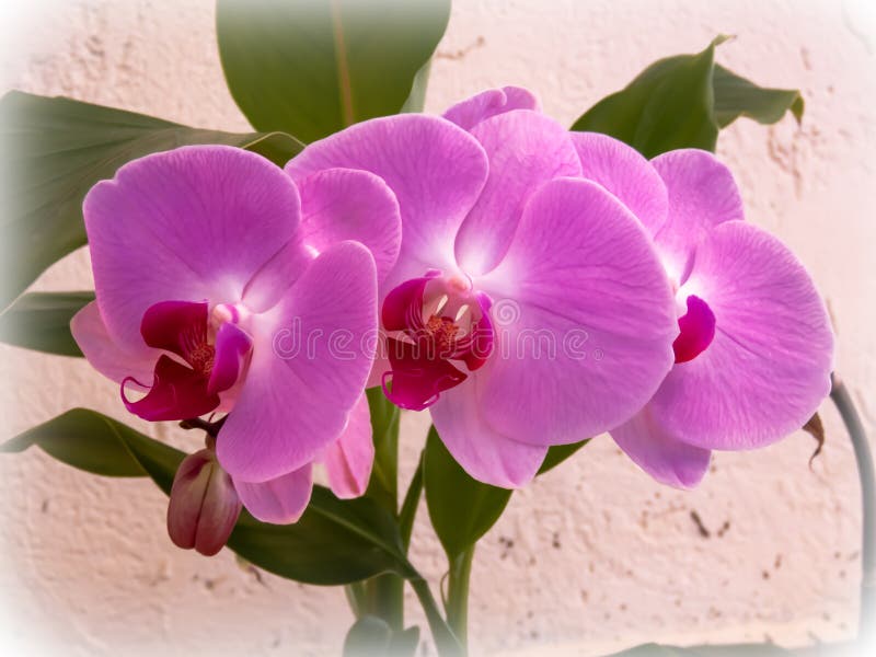 Härlig grupp av rosa orkidéblommor royaltyfri fotografi Härlig grupp av rosa orkidéblommor royaltyfri fotografi