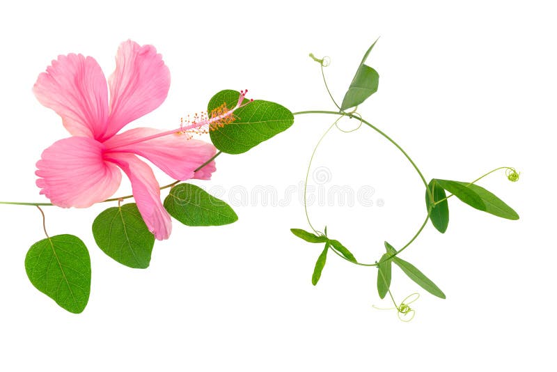 Härlig gräsplan fattar av passionsblomma- och rosa färghibiskuscloseupen arkivbilder Härlig gräsplan fattar av passionsblomma- och rosa färghibiskuscloseupen arkivbilder