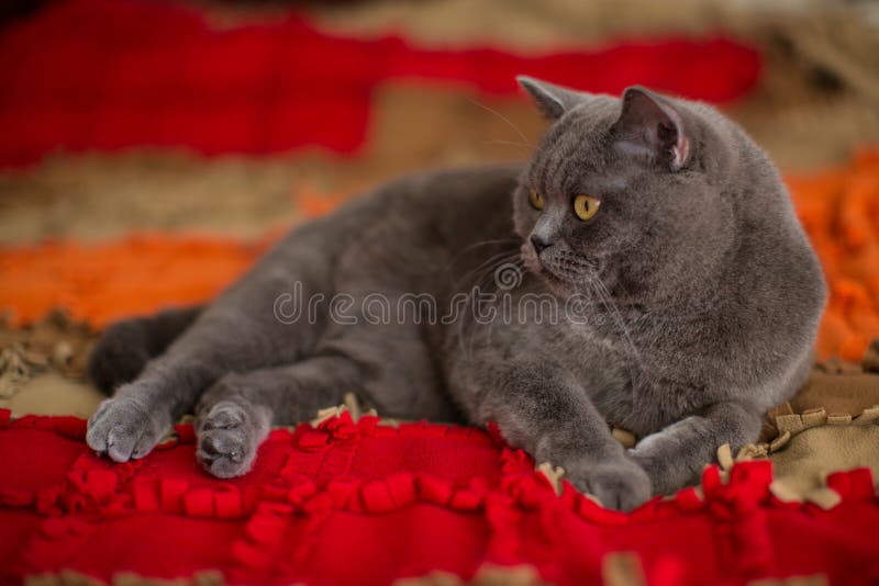 Härlig grå brittisk shorthairkatt royaltyfri fotografi Härlig grå brittisk shorthairkatt royaltyfri fotografi