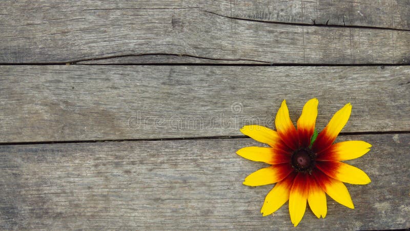 Härlig gul blomma på träbakgrund arkivbild Härlig gul blomma på träbakgrund arkivbild