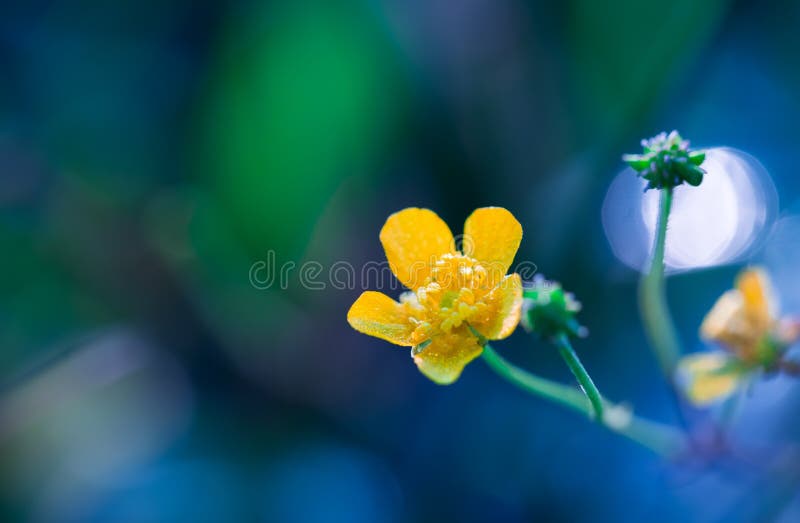 Härlig gul smörblommablommamakro arkivfoto Härlig gul smörblommablommamakro arkivfoto