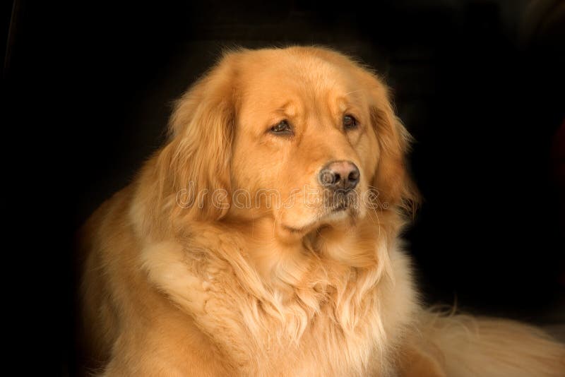 Härlig guld- retriever royaltyfri fotografi