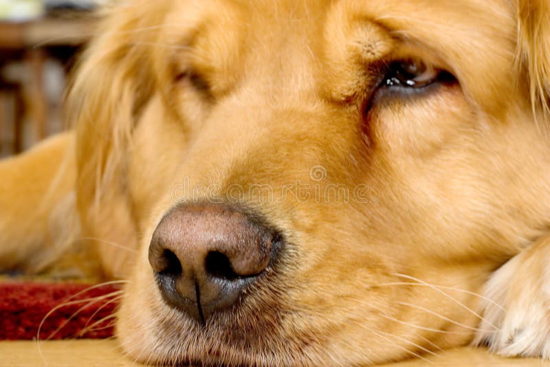 Härlig guld- retriever fotografering för bildbyråer