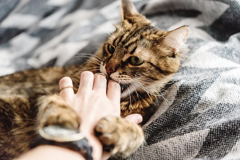 Härlig gullig katt som spelar med kvinnahanden och biter på stilfullt arkivbilder Härlig gullig katt som spelar med kvinnahanden och biter på stilfullt arkivbilder