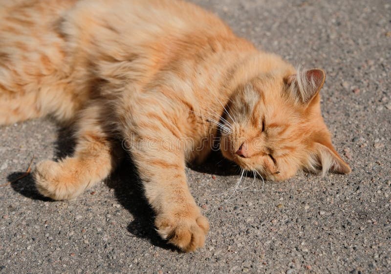 Härlig hemlös katt royaltyfri fotografi Härlig hemlös katt royaltyfri fotografi