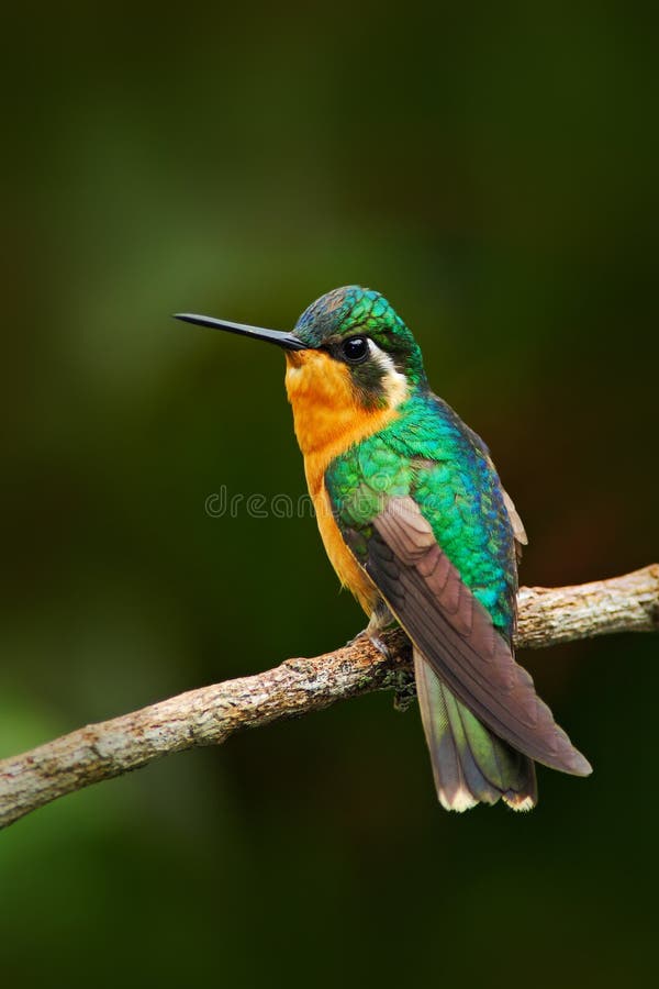 Härlig hummingbird Apelsinen och den lilla fågeln för gräsplan från berget fördunklar skogen i Costa Rica Lila-throated Berg-ädel arkivbilder