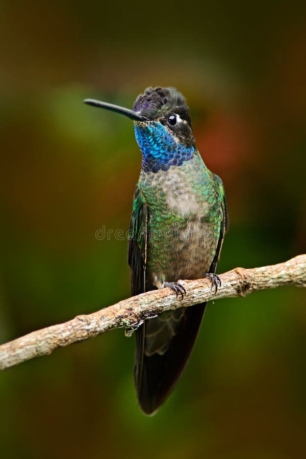 Härlig hummingbird Slösa och göra grön den lilla fågeln från bergmolnskog i Costa Rica Storartad kolibri, Eugenes fulgen royaltyfria bilder