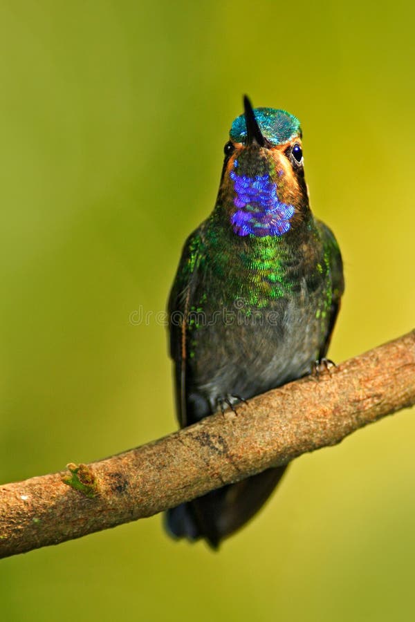 Härlig hummingbird Slösa och göra grön den lilla fågeln från bergmolnskog i Costa Rica Storartad kolibri, Eugenes fulgen arkivbilder