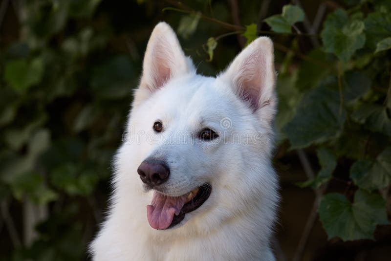 Härlig hund av snöig vit färg Stor vit schweizisk herdeavel Nära övre stående av den kloka hunden med lycklig le blick på gräspla royaltyfria foton Härlig hund av snöig vit färg Stor vit schweizisk herdeavel Nära övre stående av den kloka hunden med lycklig le blick på gräspla royaltyfria foton
