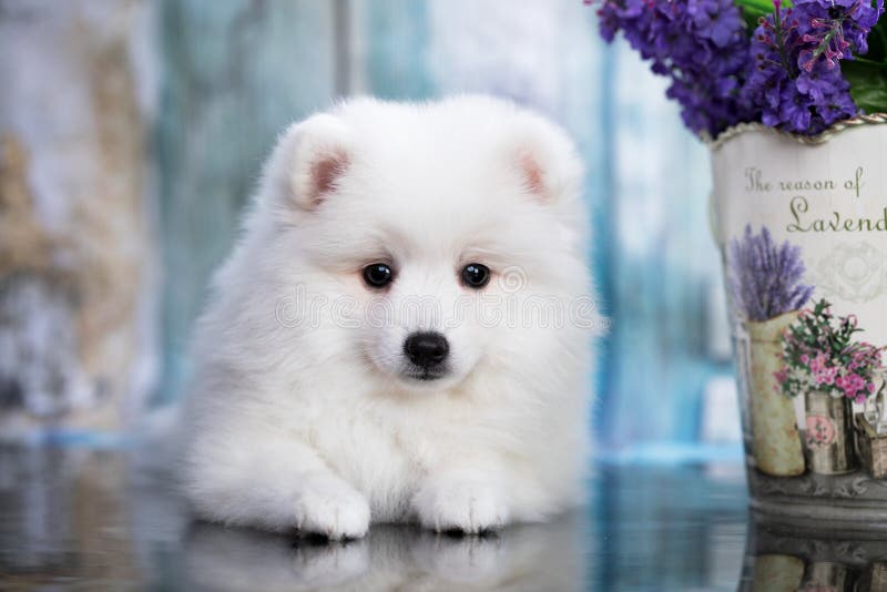 Härlig hund - japansk spitz, vit fluffig hund arkivbild Härlig hund - japansk spitz, vit fluffig hund arkivbild