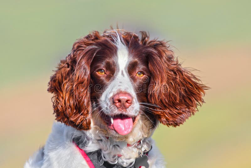 Härlig hundstående arkivbilder Härlig hundstående arkivbilder