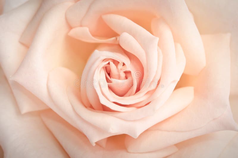 Härlig knopp av den rosa närbilden som bakgrund royaltyfria foton Härlig knopp av den rosa närbilden som bakgrund royaltyfria foton