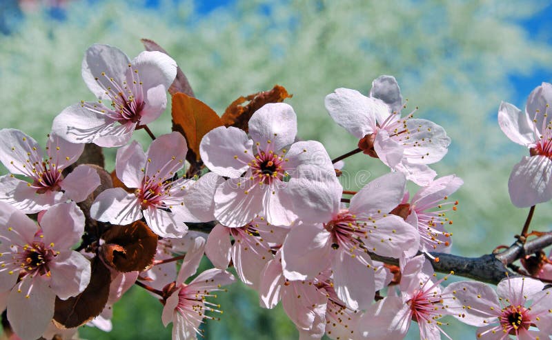 Härlig körsbärsröd blomning sakura i vårtid royaltyfri fotografi